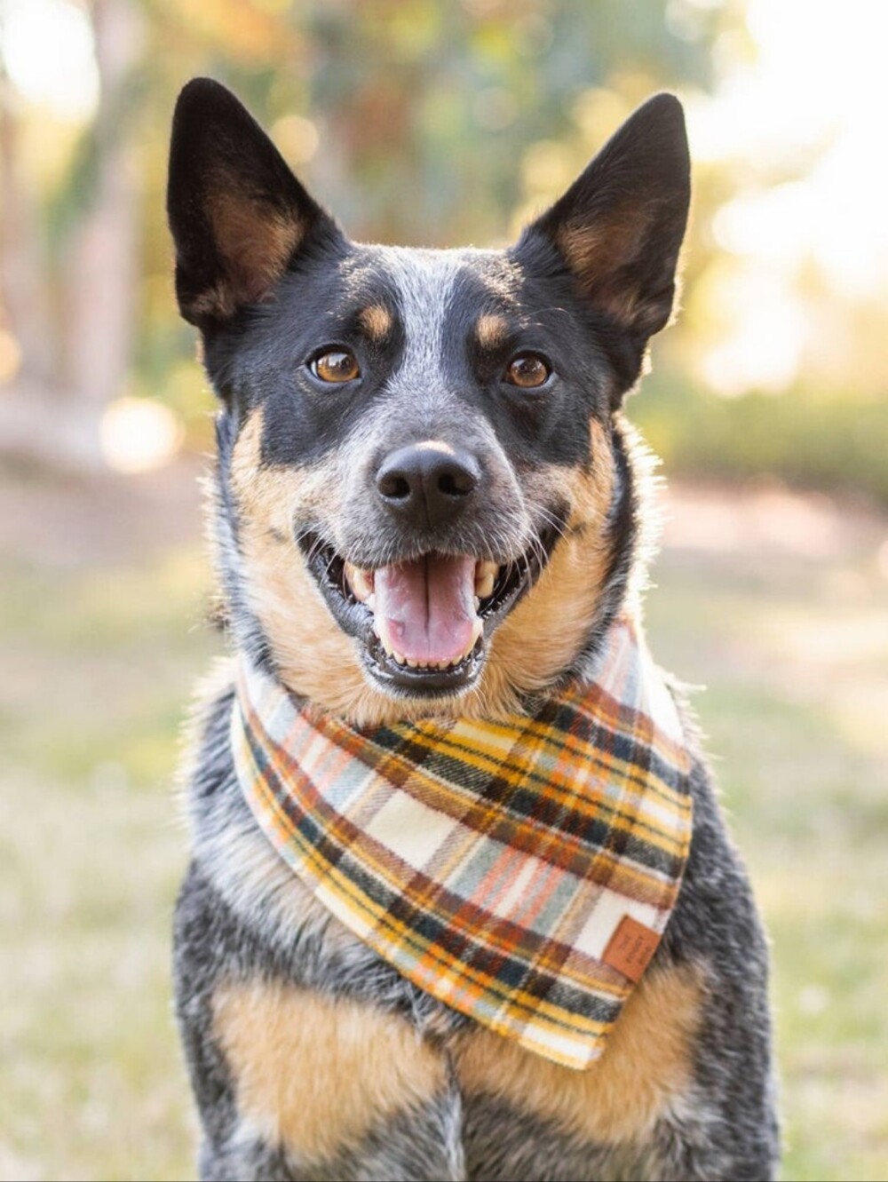Foggy Dog Cornucopia Flannel Fall Dog Bandana